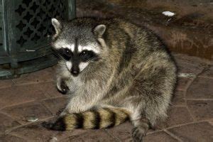 Does State Farm Cover Racoon Damage